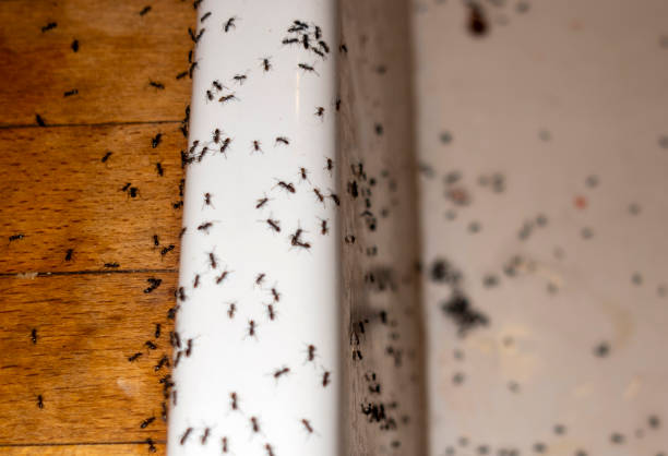 Pest Prevention Services in Surfside Beach, SC