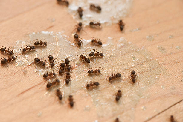 Best Ant Control Services  in Surfside Beach, SC